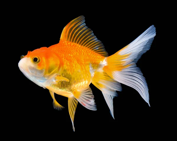 Beautiful gold fish on black — Stock Photo, Image