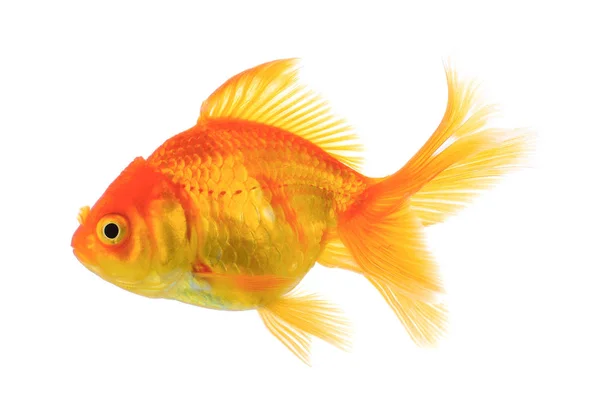 Gold fish on white background — Stock Photo, Image