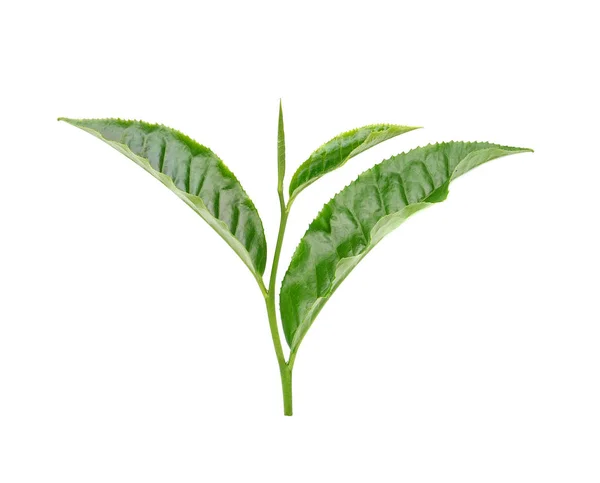 Folha de chá isolado no fundo branco — Fotografia de Stock