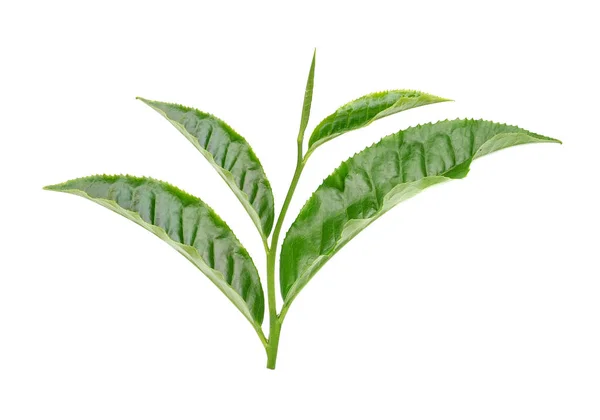 Fresh tea leaf isolated on white background — Stock Photo, Image