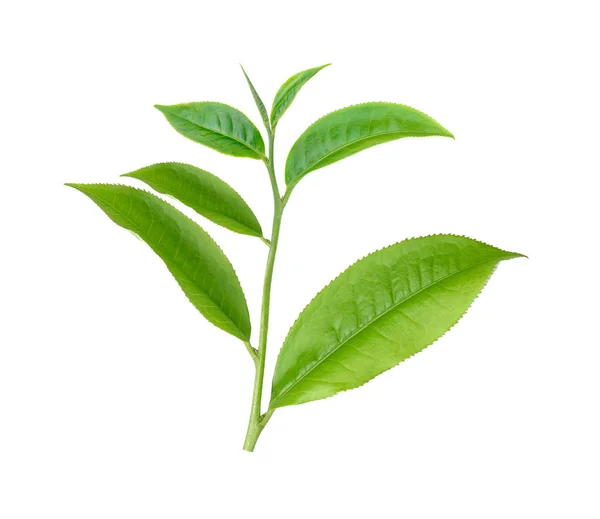 Foglia di tè verde isolato su sfondo bianco — Foto Stock