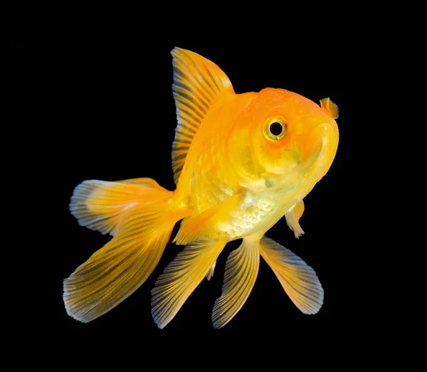 Gold fish on black background — Stock Photo, Image
