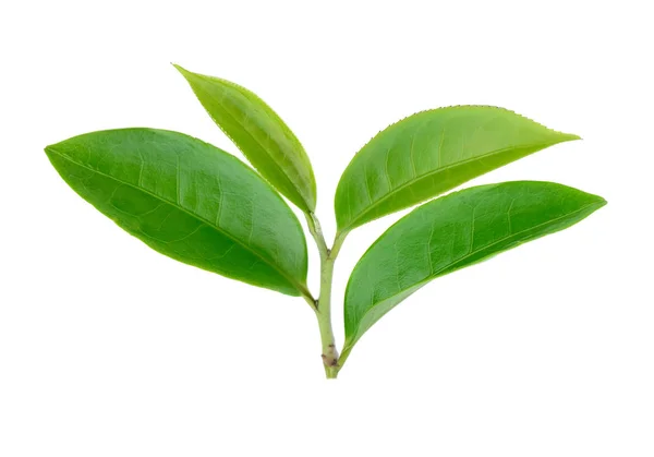 Hoja de té verde aislada sobre fondo blanco —  Fotos de Stock