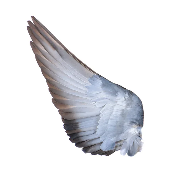 Wings of birds on white bacground — Stock Photo, Image