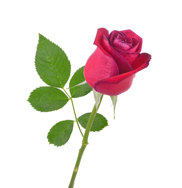 Červená růže s listy na bílém pozadí — Stock fotografie