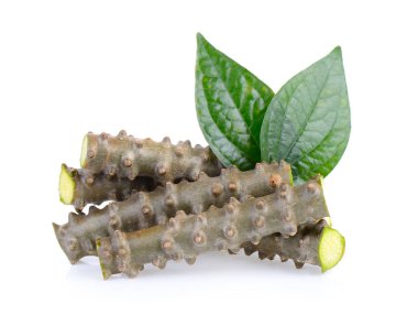 Beyaz arkaplanda Tinospora crispa