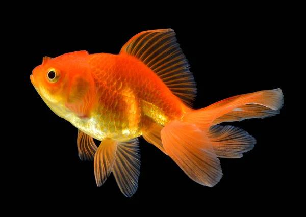 Pesce d'oro su sfondo nero — Foto Stock