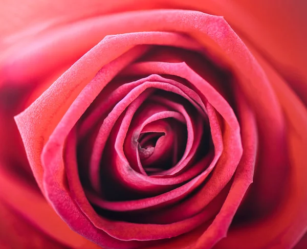 クローズ アップの背景のロマンチックなバラ — ストック写真
