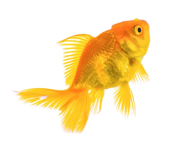 Pesce d'oro isolato su sfondo bianco — Foto Stock