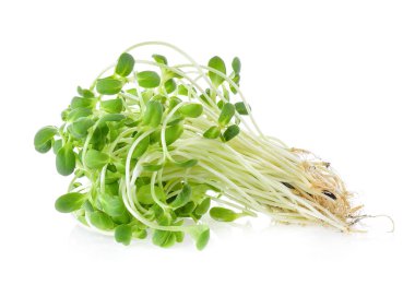 Genç ayçiçeği filizleri beyaz arka planda izole edilmiş.