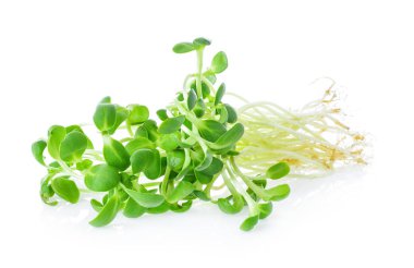 Genç ayçiçeği filizleri beyaz arka planda izole edilmiş.