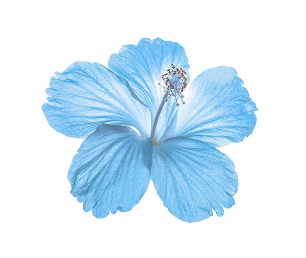 하얀 배경에 고립된 푸른 꽃 — 스톡 사진