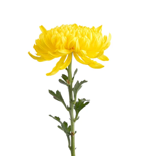 Yellowc hrysanthemums on white background — Stock Photo, Image