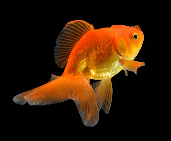 Peixe dourado em preto — Fotografia de Stock