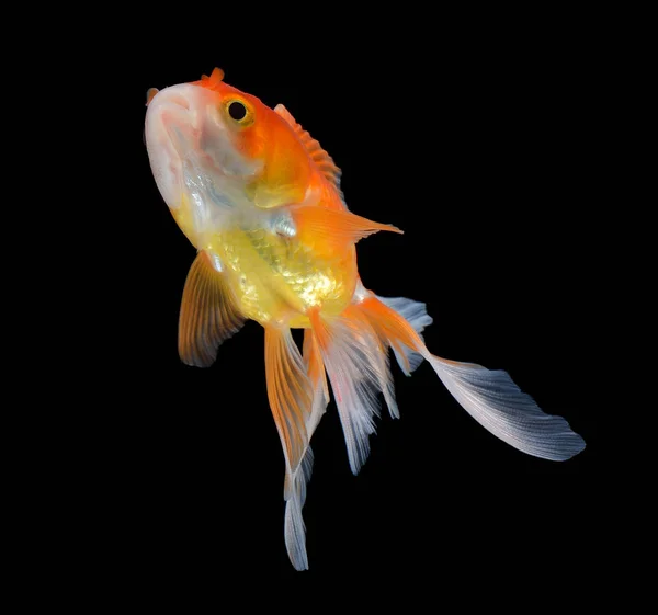 Peixe dourado sobre fundo preto — Fotografia de Stock