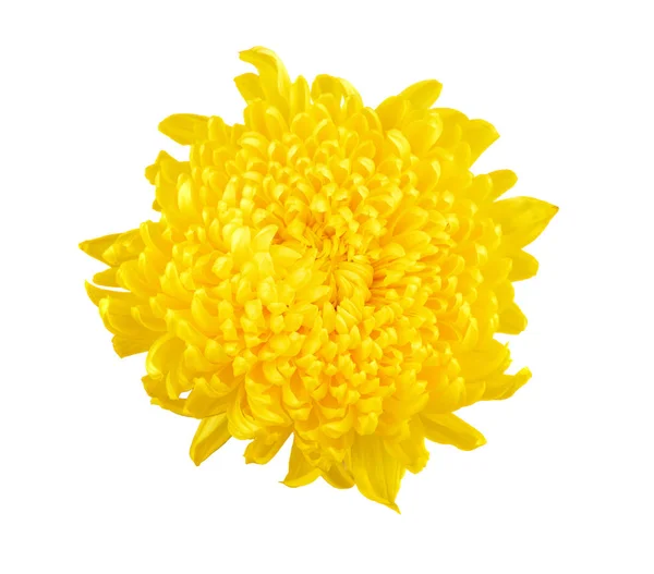 白い背景の上 yellowc hrysanthemums — ストック写真