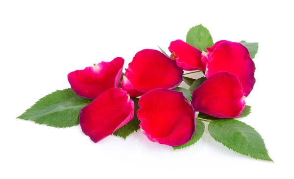 Czerwone płatki róż z liść na białym tle — Zdjęcie stockowe