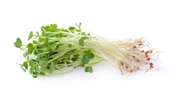 Brotes de alfalfa o kai wah-rei sobre fondo blanco — Foto de Stock