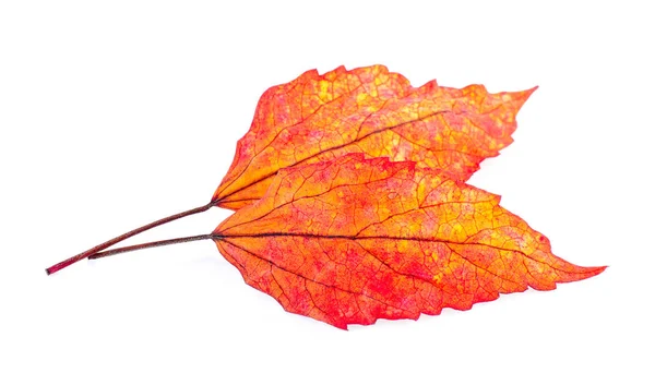 Hoja de otoño aislada sobre fondo blanco — Foto de Stock