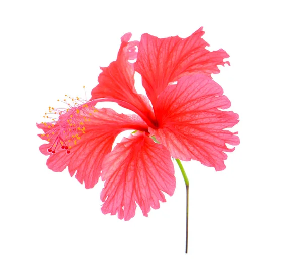 Red flower on white background — Stock Photo, Image