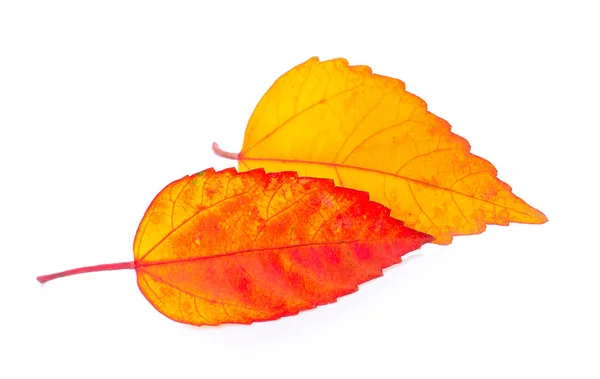 Hoja de otoño aislada sobre fondo blanco — Foto de Stock