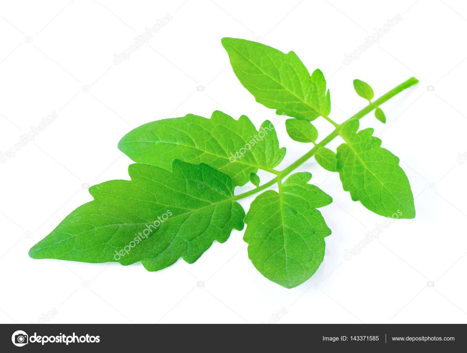 Tomato leaf closeup isolated on white — Stock Photo © sommaill 143371585