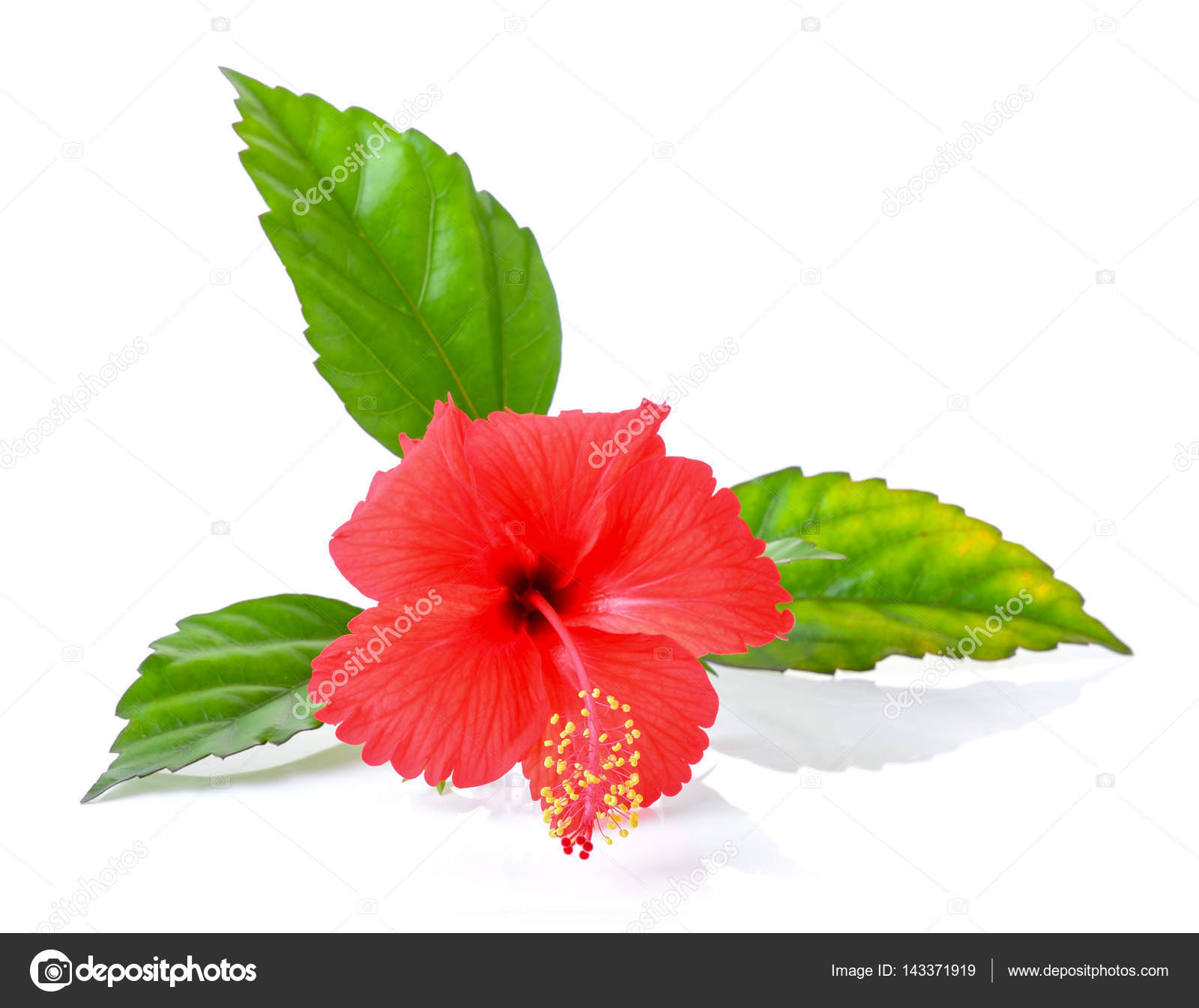 Fleur Dhibiscus Avec Feuilles Isolé Sur Fond Blanc