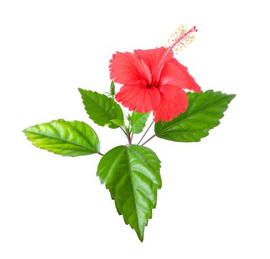 Beyaz arkaplanda yaprağı olan Hibiscus çiçeği