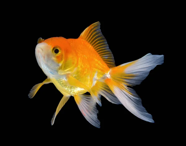 Gold fish on black background — Stock Photo, Image