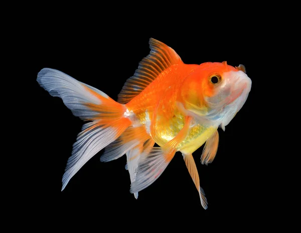 Gold fish on black background — Stock Photo, Image