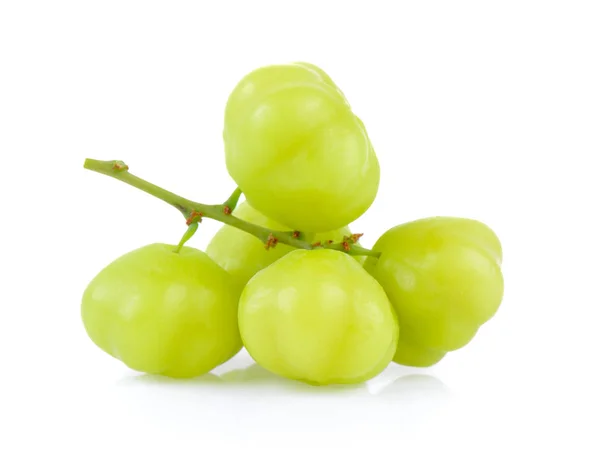 Stella uva spina su sfondo bianco — Foto Stock