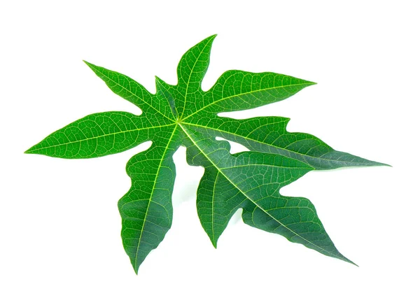 Papaya leaf tropical  isolated on white background — Stock Photo, Image