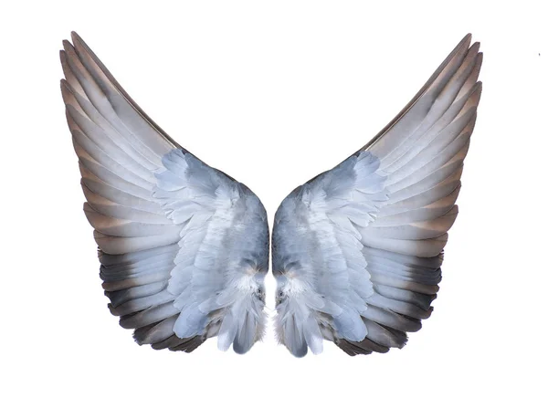 Vogelflügel auf weißem Speck — Stockfoto
