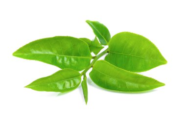 Beyaz arkaplanda yeşil çay yaprağı izole