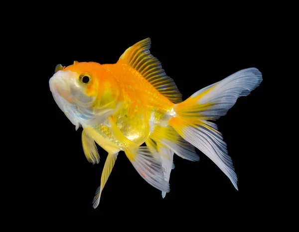 Золота риба на чорному тлі — стокове фото