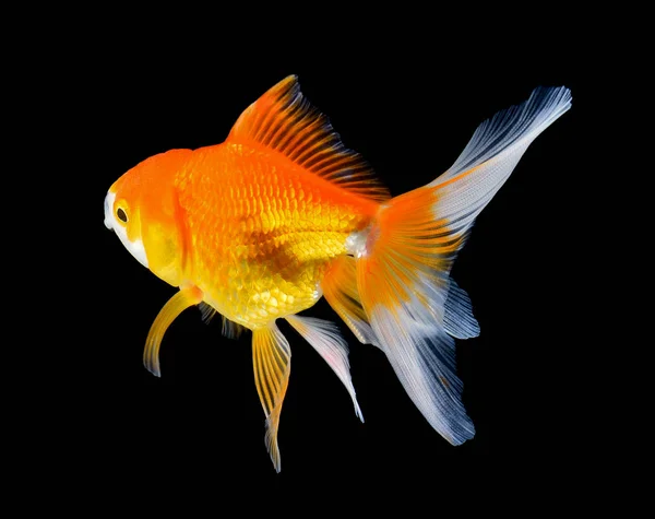 Золотая рыба на черном фоне — стоковое фото