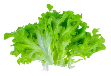 Salata yaprağı. Beyaz arkaplanda marul izole