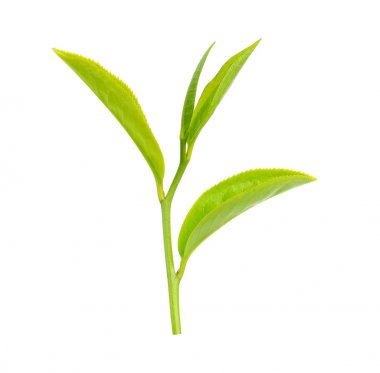 Beyaz arkaplanda yeşil çay yaprağı izole