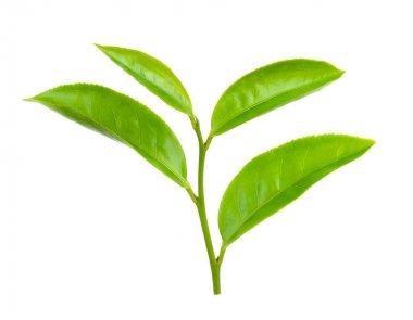 Beyaz arkaplanda yeşil çay yaprağı izole