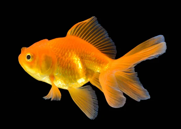 Gold fish on black background — Stock Photo, Image