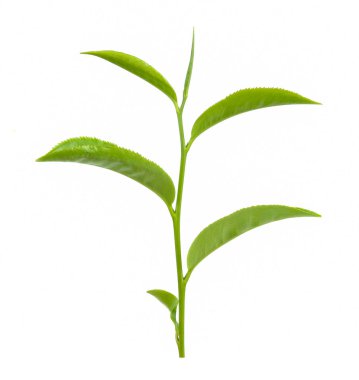 Beyaz arkaplanda yeşil çay yaprağı izole