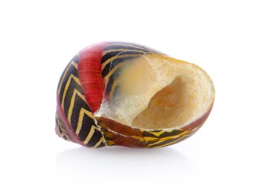 Beyaz arkaplanda deniz kabuğu izole