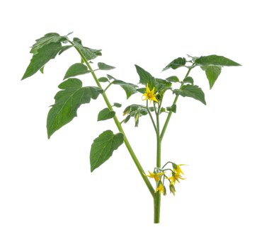 domates yaprak Isolated beyaz arka plan üzerinde