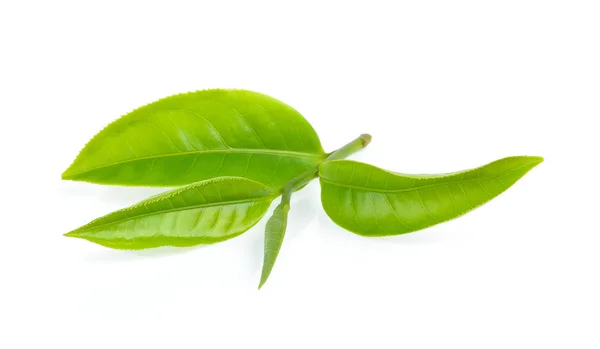 하얀 배경에 분리되어 있는 차 잎 — 스톡 사진