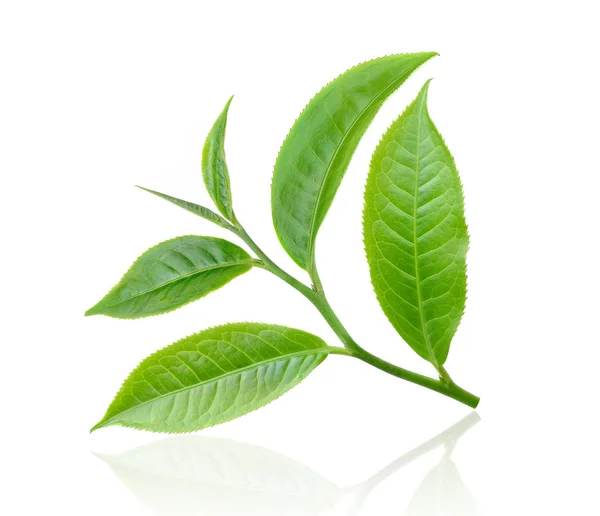 Tea leaf isolated on white background — Stock Photo, Image