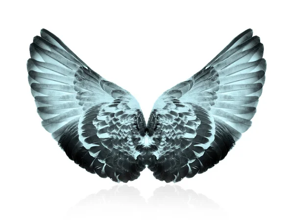 Wings isolated on white background — Stock Photo, Image