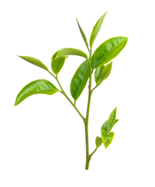 Hoja de té verde aislada sobre fondo blanco —  Fotos de Stock