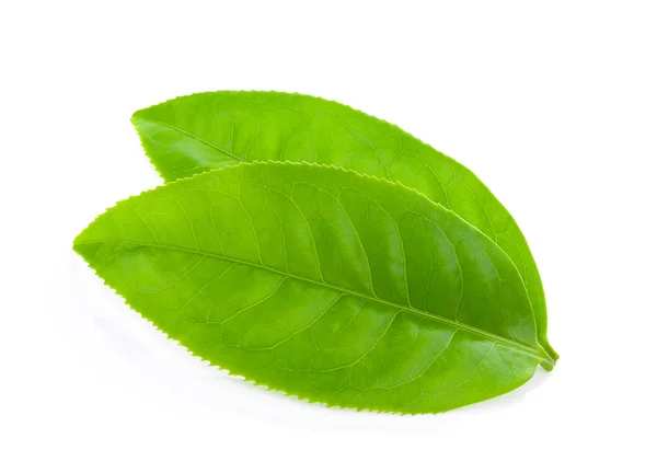 Hoja de té aislada sobre fondo blanco — Foto de Stock