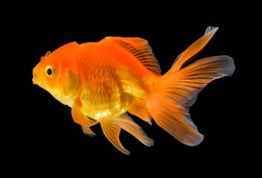 Siyah üzerine altın balık.