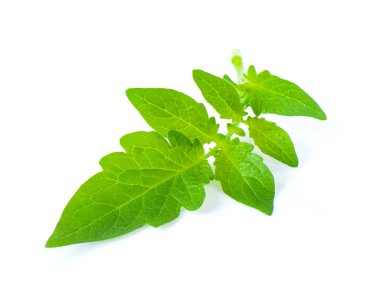 domates yaprak Isolated beyaz arka plan üzerinde